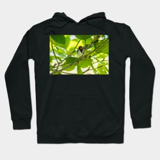 Red-crested cardinal 2 Hoodie